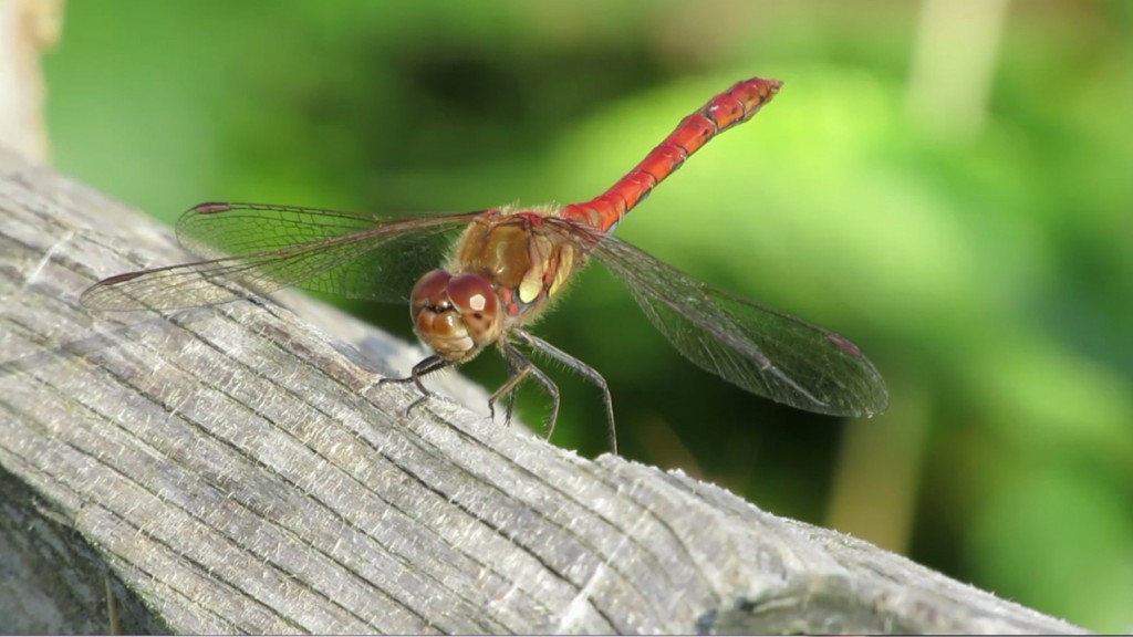 A male common darter waited on the fence rail along the Tranquility Trail.