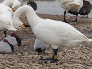 Coddle preening (J. Ponting)