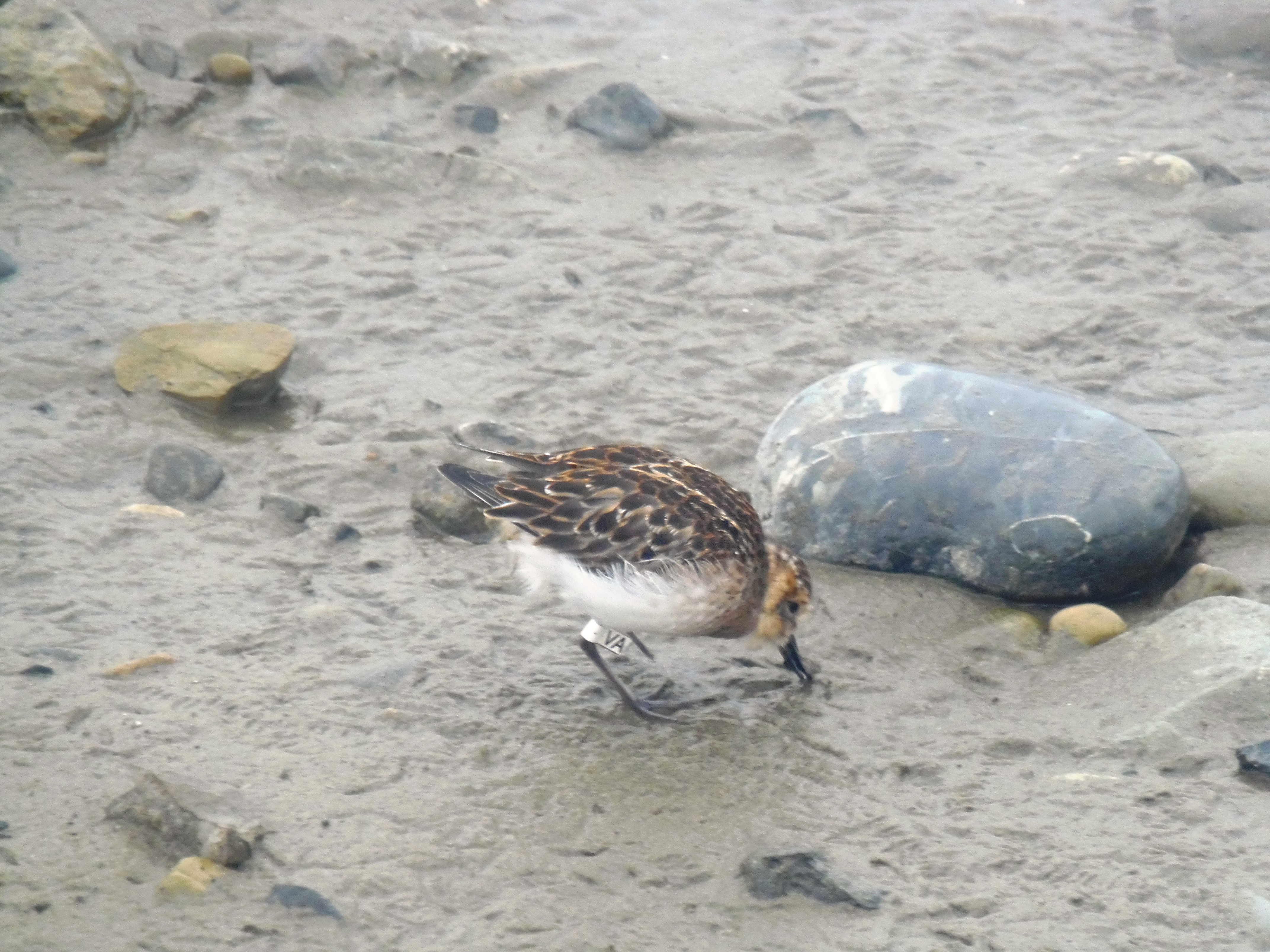 Hand-reared spoon-billed sandpiper spotted after flying quarter-way round the world Hand reared SBS with white leg flag shortly after release c roland digby