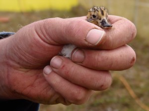 Spoon-billed sandpiper chick during hand-rearing in Russia (c) Roland Digby