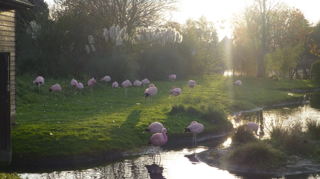 Just as their biology dictates, Andean and James' flamingos are more suited to the cold much better than other species. They still don't like freezing water though...