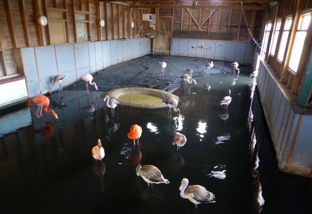 Meanwhile, in the same enclosure... the Caribbean flamingos (juveniles and old age pensioners) are paddling around in their heated house.