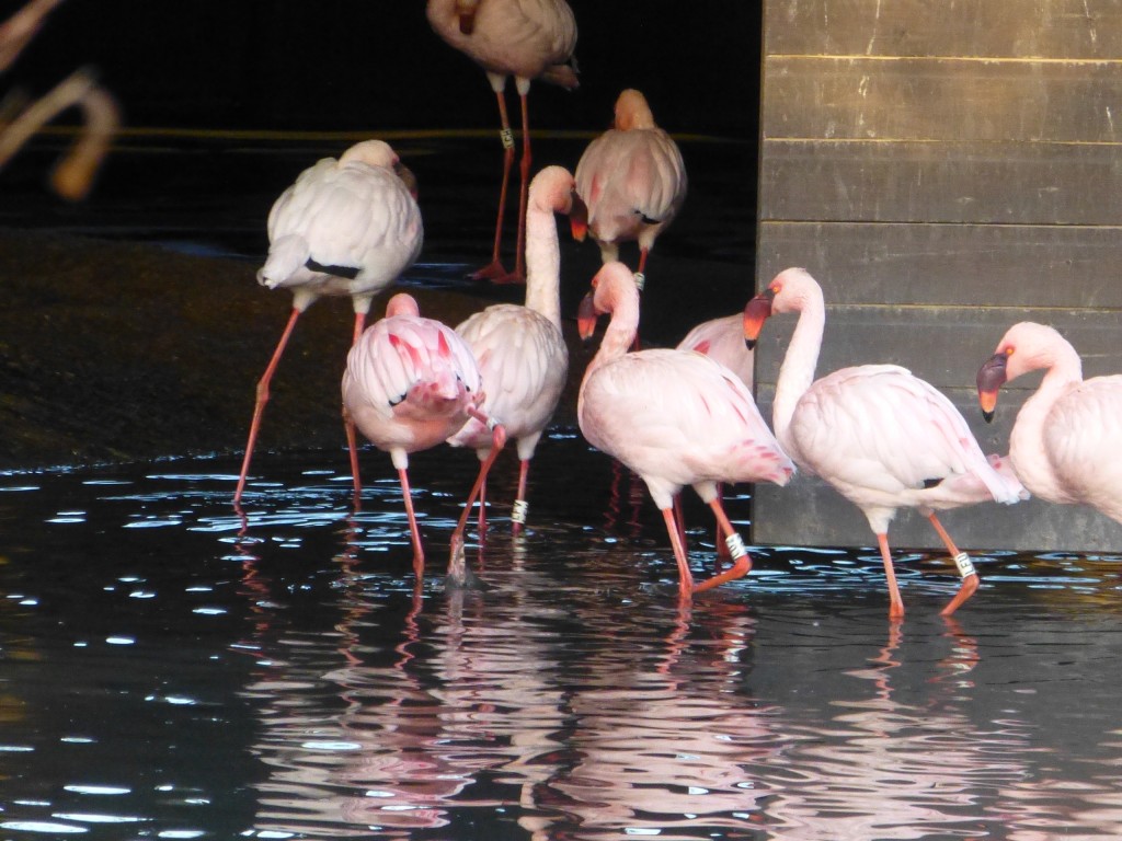 Follow the leader. The lesser flamingo flock at WWT Slimbridge is very well-behaved and knows when to put itself to bed. 