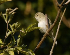 Siberian Chiffchaff-MJMcGill
