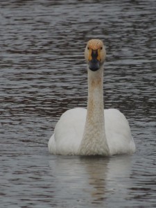 Tindall (K. Brides)