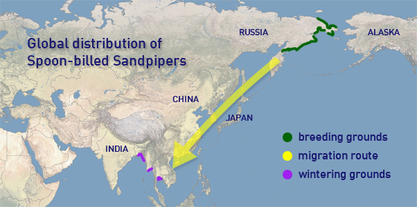 Map of distribution of spoon-billed sandpipers