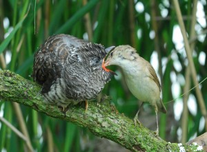 Cuckoo chick fed by adult reed warbler (c) Paul Stevens