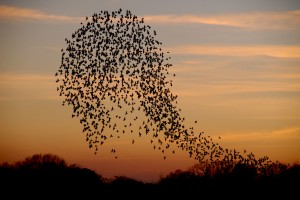 Flock of starlings flying above Slimbridge at sunset (c) James Lees