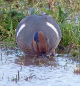 Green winged Teal MJMcGill