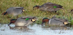 Green winged Teal wit Eurasian Teal, MJMcGill