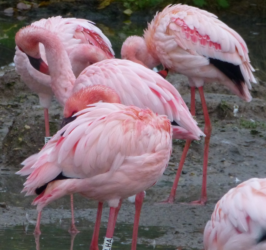 A near threatened species, WWT works closely with scientists in the field to preserve the lesser flamingo in its native ranges. Management of the captive population, between zoos, is also becoming important to secure this bird's future.