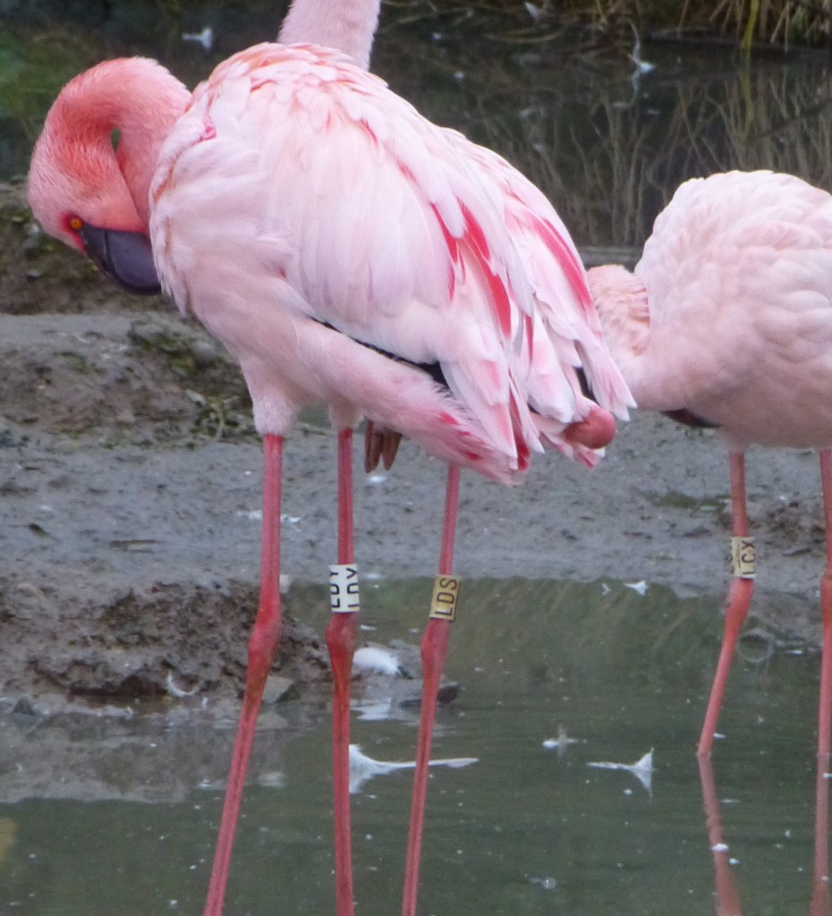 Getting in the pink... quite literally. A flush of colour against the winter backdrop in the lesser flamingo enclosure at WWT Slimbridge.