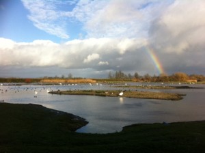 Stunning views at Slimbridge (J.L Newth)