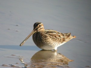 Snipe (c) James Lees