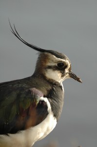 lapwing (c) JSLees