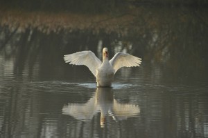 Give yourself a good stretch at WWT Arundel in January.