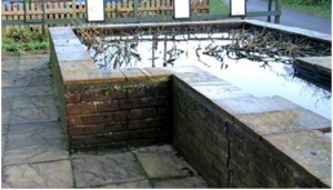 The raised pond is the temporary home of Bauble the goldfish, found abandoned at WWT Arundel Wetland Centre