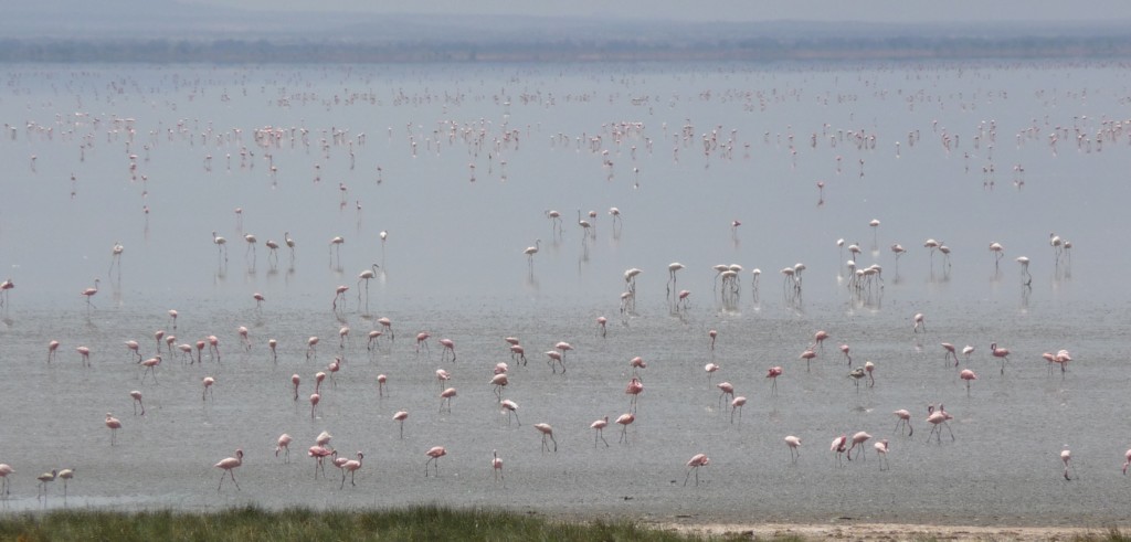 The natural habitat of lesser flamingos are the caustic soda lakes of East Africa. Birds can wade around in water so alkaline it will burn human skin. Not the most pleasant place to spend your time...