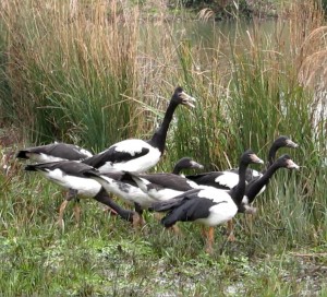 Australian magpie gooses patriarch Basil towers above his brood. The eight geese returned to WWT Arundel last Wednesday after a few weeks respite at WWT Slimbridge.