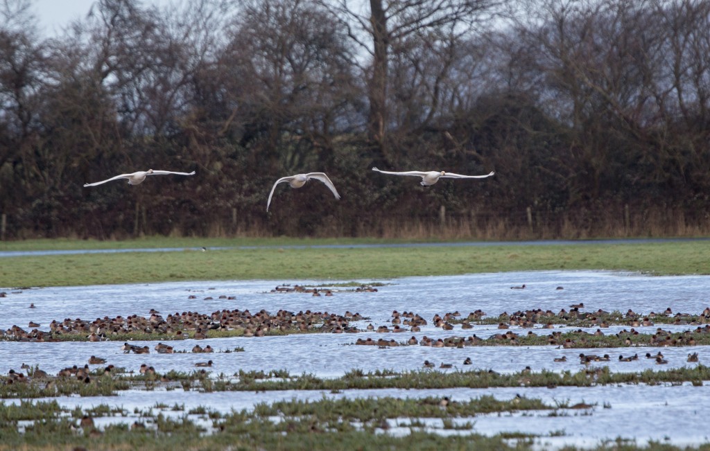 Bewick's swans looking for a space to land! (G. Hann)