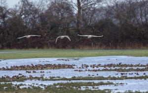 Swans using the Tack Piece (G. Hann)