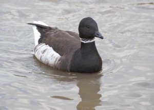 Brent goose