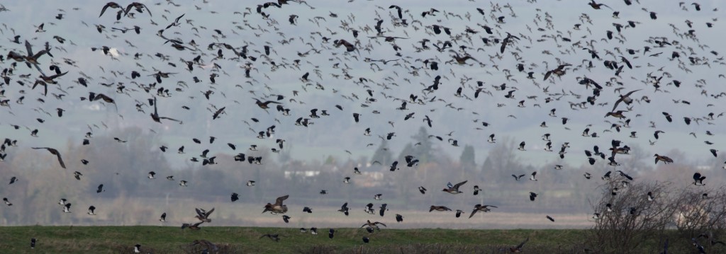 Thousands of birds gather above the WWT Slimbridge Wetland Centre flood defence embankment (c) Graham Hann