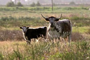 Longhorn cattle (c) Paul Jarvis