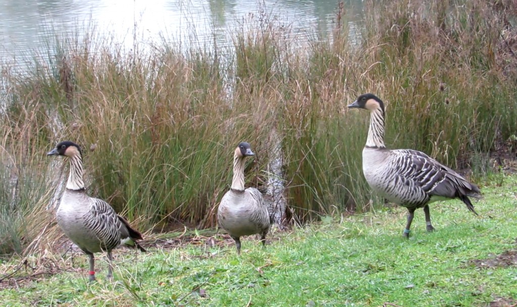 Mrs Christmas (red ring) Miss Spring (middle) and Mr. Christmas returned on Wednesday into the Lakes & Forest exhibit.