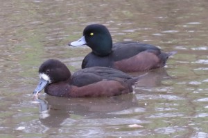 New Zealand scaup