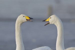 Whooper swans by David Featherbe