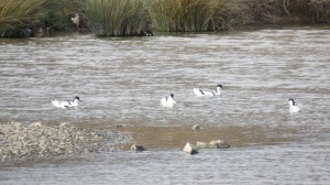 Avocets on Wader Lake 25 Feb 2014