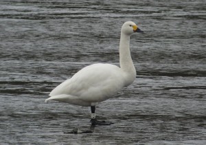 Bewick's swan ringed by WWT in 2008 in Russia now in Germany (Juergen Steudtner)