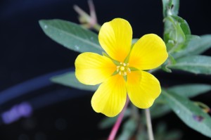 South American water primrose: Oversized, overzealous and over here!