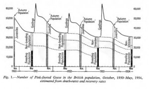 Graph estimating British population of pink-footed geese from seventh annual report