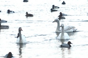 Lone cygnet (left) with its adopted siblings