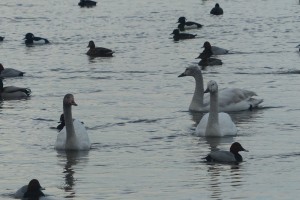 Lone cygnet (left) with adopted siblings (of lighter colour)