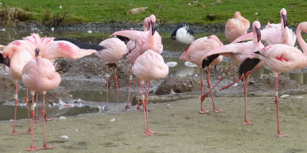 Bowing, nodding and dancing. The Slimbridge lesser flamingos start to think about getting flirty. But does these birds actually stay friends all year around? 