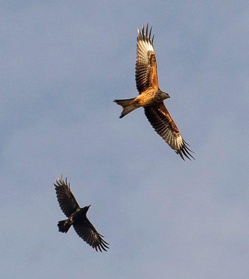 Raven and a red kite