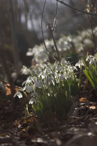 Snowdrops