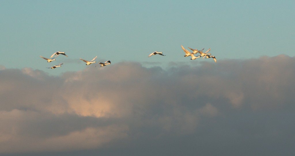 Practice flights over Slimbridge (G. Hann)