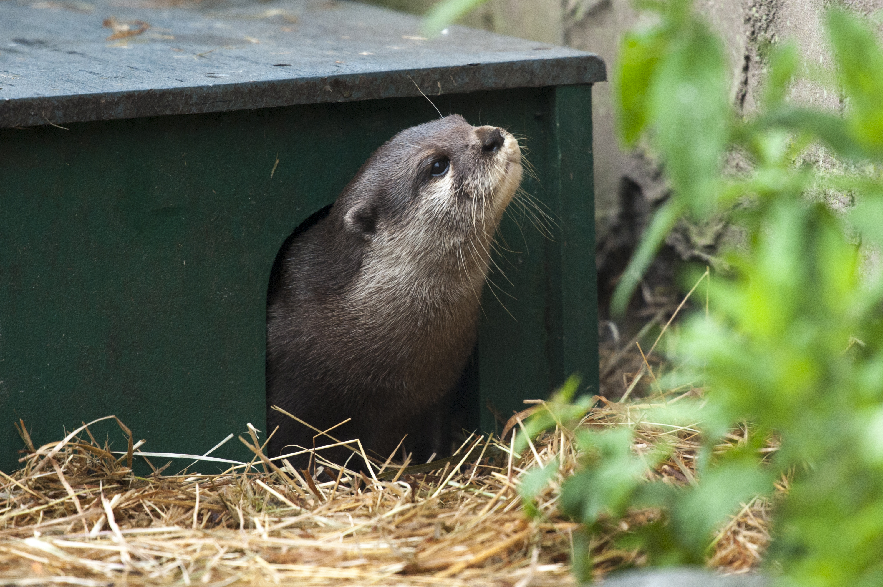 February Half Term Fun At Martin Mere WWT
