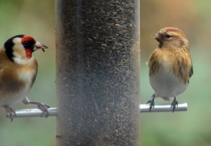 A goldfinch glares at the female lesser redpoll who has trespassed on the feeders last Sunday.