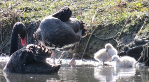 Black swan cygnets 10 March 2014 (1)