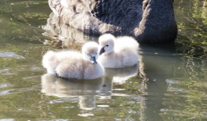 Black swan cygnets 10 March 2014 (2)