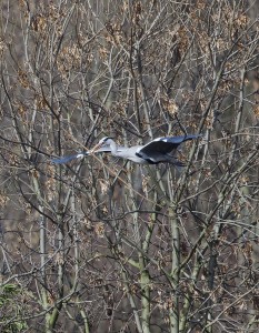 Grey Herons Ian Hamilton (5)