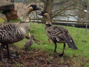 Nene gosling