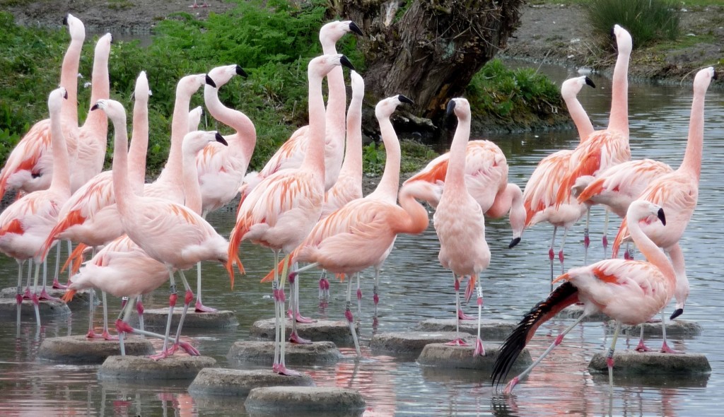 The more discerning flamingo? This Chilean flamingo on the extreme right, flashing a wing, is directing this signal to a bird that is standing somewhere near to it. A subtle message in a big flock that one individual rather likes the look of another...