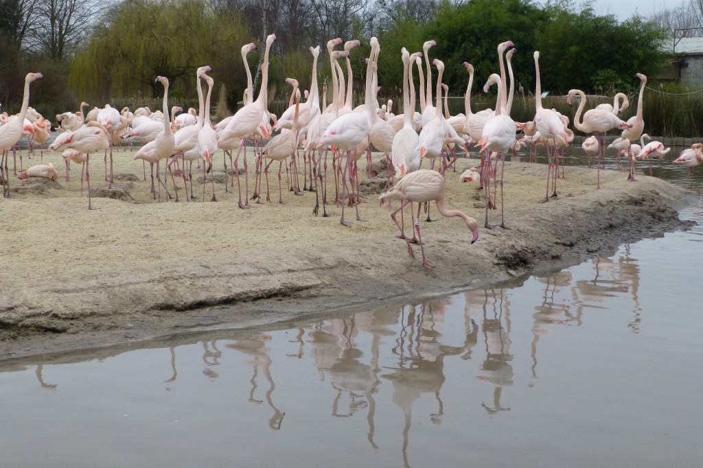 Great views of the head-flagging greater flamingos from the visitor's hide in Flamingo Lagoon. Move slowly, talk quietly and you'll see much more cool flamingo behaviour. 