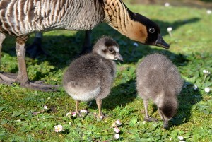 nene and goslings at lwc